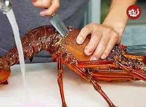 ببینید| غذای خیابانی در ژاپن؛ تهیه ساشیمی با لابستر، صدف، ماهی تن و ماهی بادکنکی سمی در اوکیناوا