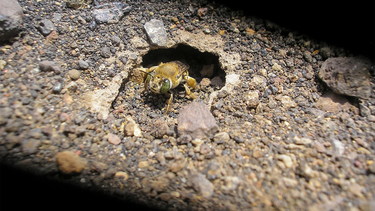 (عکس) این زنبور عجیب در میان گدازه‌های آتشفشان زندگی می‌کند