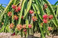 چگونه در خانه «میوۀ اژدها» پرورش دهیم؟