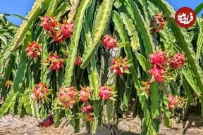 چگونه در خانه «میوۀ اژدها» پرورش دهیم؟