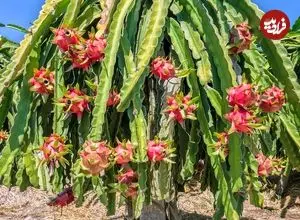 چگونه در خانه «میوۀ اژدها» پرورش دهیم؟