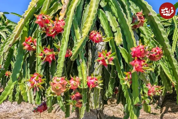 چگونه در خانه «میوۀ اژدها» پرورش دهیم؟