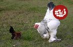 (ویدئو) بزرگترین و کوچک ترین مرغ جهان در کنار یکدیگر