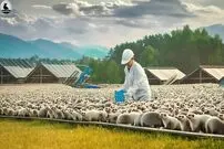 (ویدئو) فرآیند پرورش و تکثیر گربه زباد در مزارع چین
