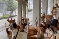(ویدئو) پناه گرفتن گوزن‌های ژاپنی برای در امان ماندن از باران