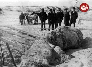 هیولاهای مرموزی که از اقیانوس به ساحل می‌آیند