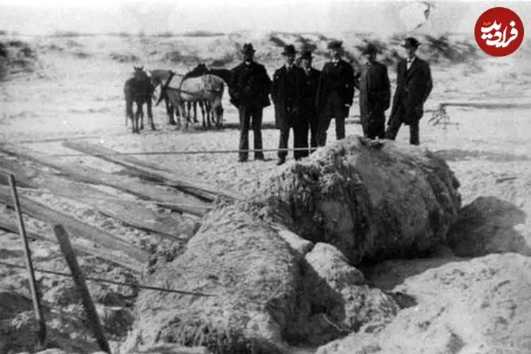 هیولاهای مرموزی که از اقیانوس به ساحل می‌آیند