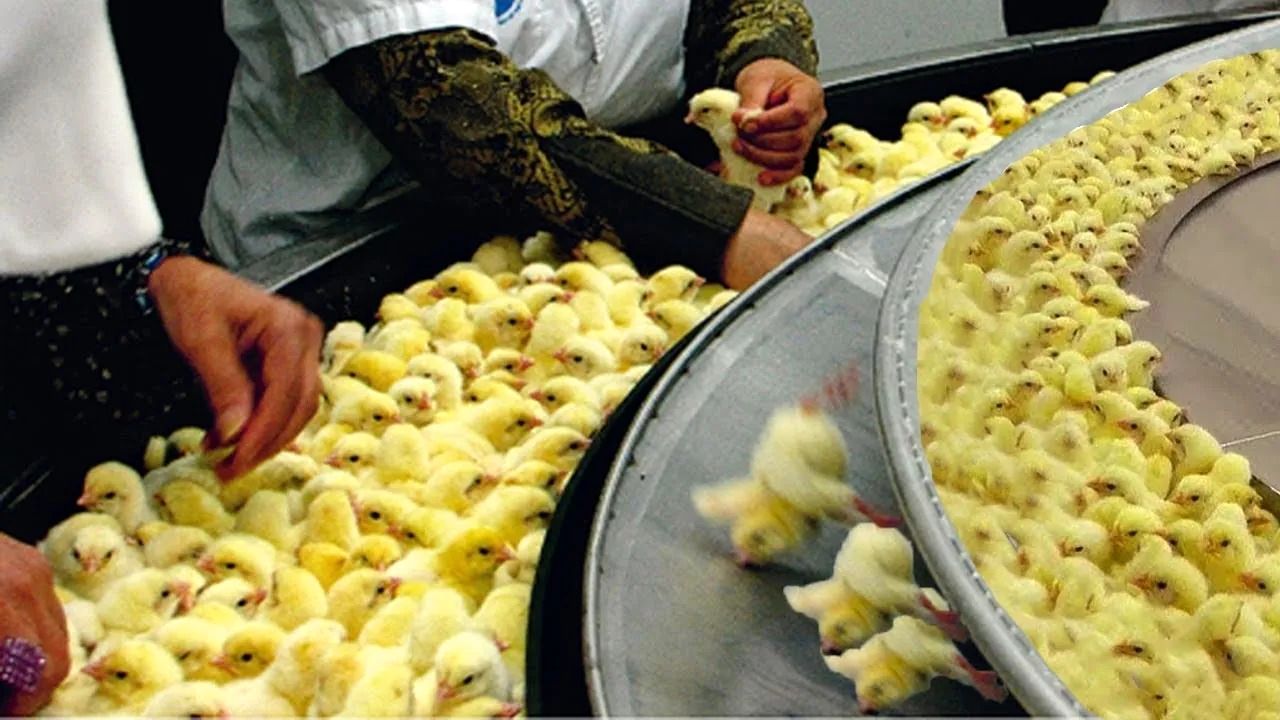 (ویدئو) از تخم تا جوجه و مرغ شدن؛ فرآیند برداشت و بسته بندی میلیون ها تخم مرغ