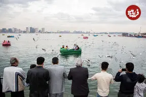 ماجرای حشرات ریز دریاچه شهدای خلیج فارس چیست؟