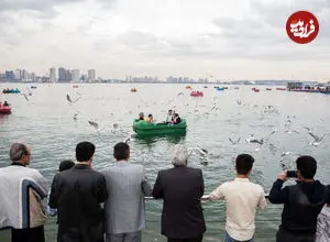 ماجرای حشرات ریز دریاچه شهدای خلیج فارس چیست؟