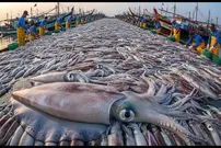 ببینید| چگونه کره ای ها صدها تن ماهی مرکب را صید، فرآوری و بسته بندی می کنند؟