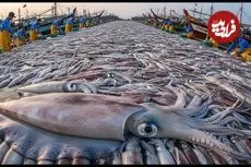 ببینید| چگونه کره ای ها صدها تن ماهی مرکب را صید، فرآوری و بسته بندی می کنند؟