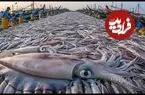 ببینید| چگونه کره ای ها صدها تن ماهی مرکب را صید، فرآوری و بسته بندی می کنند؟