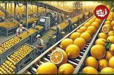 ببینید| چگونه ایتالیایی ها صدها تن لیمو را برداشت و فرآوری می کنند؟