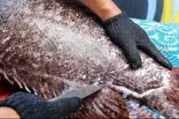 ببییند| غذای خیابانی در تایلند؛ پخت غذاهای لوکس با ماهی گروپر 1500 دلاری در بانکوک