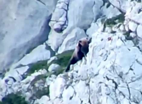 ( ویدیو) درگیری دو خرس با سقوط از ارتفاع به پایان رسید 
