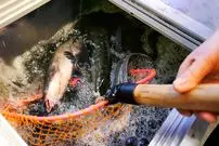 ببینید| غذای خیابانی در چین؛ تهیه سوپ و کباب با ماهی سرماری و کپور در چونگ چینگ