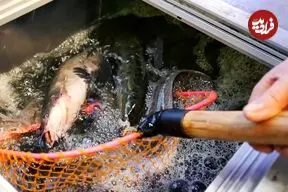 ببینید| غذای خیابانی در چین؛ تهیه سوپ و کباب با ماهی سرماری و کپور در چونگ چینگ