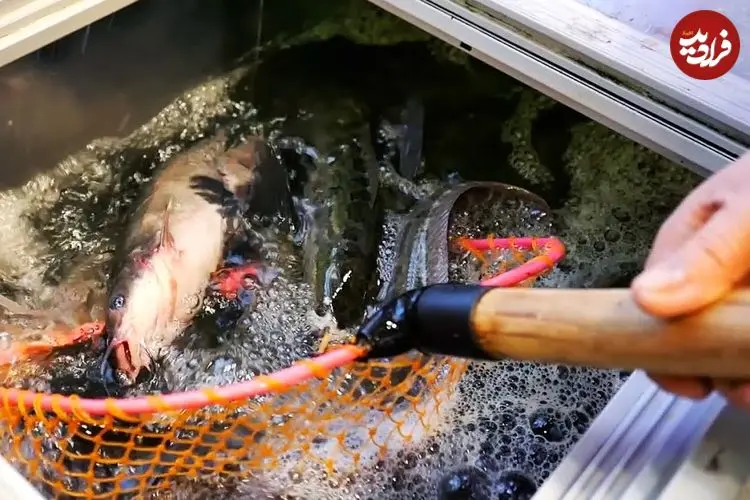 ببینید| غذای خیابانی در چین؛ تهیه سوپ و کباب با ماهی سرماری و کپور در چونگ چینگ