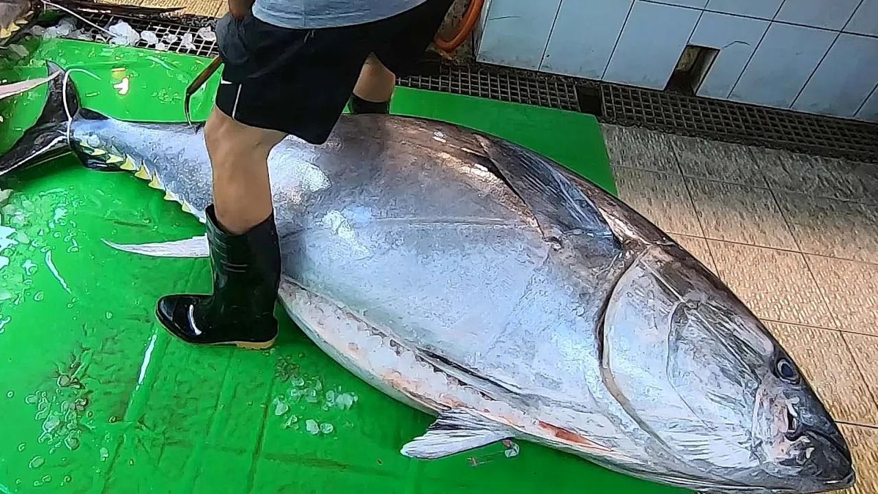 (ویدئو) برش زدن تماشایی ماهی تن غول پیکر 300 کیلوگرمی توسط استاد مشهور تایوانی
