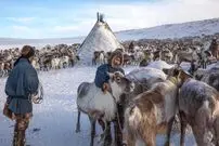 (ویدئو) عشایر روس چگونه هزاران گوزن شمالی را در سال پرورش می دهند؟