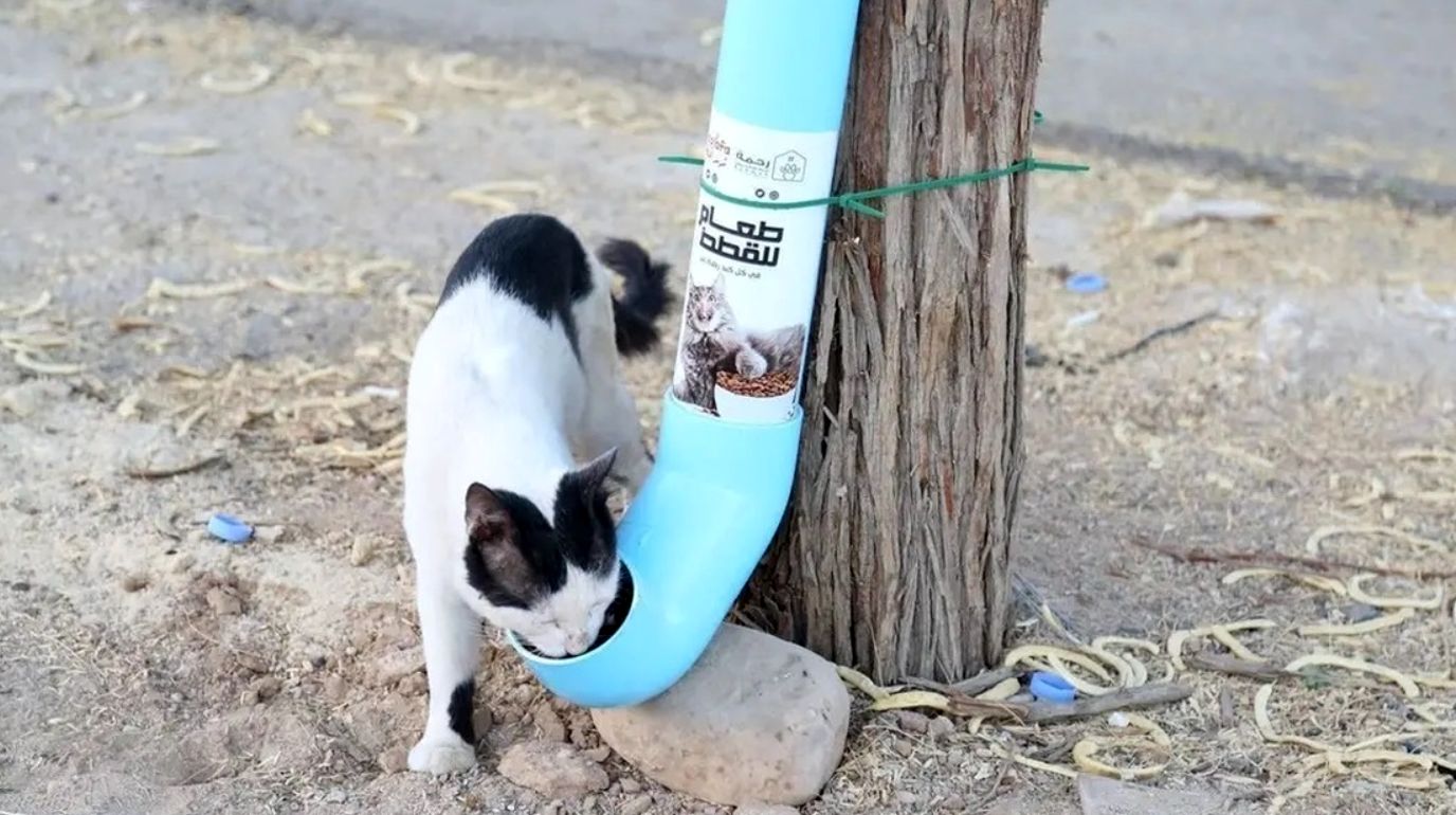 (عکس) ابتکار جالب جوانان عربستانی برای مراقبت از گربه‌های خیابانی