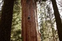 عکس| غول‌پیکرترین موجود زنده که پس ۲ هزار سال هنوز نفس می‌کشد