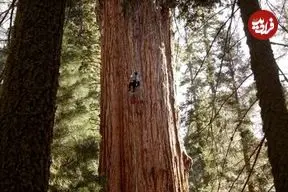 عکس| غول‌پیکرترین موجود زنده که پس ۲ هزار سال هنوز نفس می‌کشد