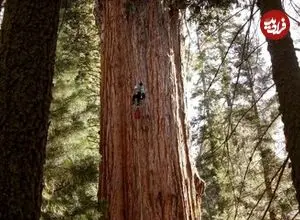 عکس| غول‌پیکرترین موجود زنده که پس ۲ هزار سال هنوز نفس می‌کشد