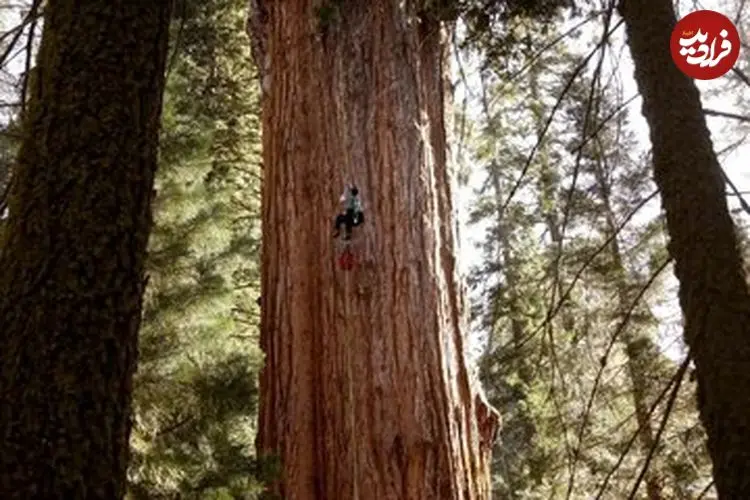 عکس| غول‌پیکرترین موجود زنده که پس ۲ هزار سال هنوز نفس می‌کشد