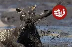 ببینید| شکارچیِ گیج؛ وقتی پلنگ دم خودش را شکار کرد!