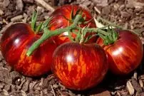 تصاویر؛ گوجه ملکه شب؛ گوجه‌ای کمیاب و شبیه بادمجان با مزه شیرین و ملس که هر چه نور بیشتری بخورد سیاه‌تر می‌شود