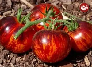 تصاویر؛ گوجه ملکه شب؛ گوجه‌ای کمیاب و شبیه بادمجان با مزه شیرین و ملس که هر چه نور بیشتری بخورد سیاه‌تر می‌شود