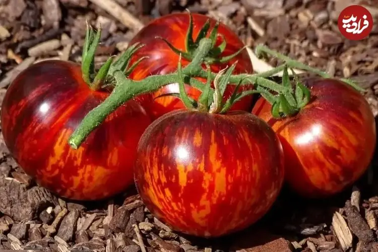 تصاویر؛ گوجه ملکه شب؛ گوجه‌ای کمیاب و شبیه بادمجان با مزه شیرین و ملس که هر چه نور بیشتری بخورد سیاه‌تر می‌شود