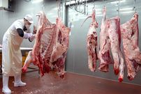 ببینید؛ نگاهی به کارخانه مدرن فرآوری گوشت گاو در کره جنوبی