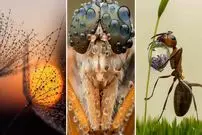 شاهکارهای عکاسی که «قطرات شبنم» را به تصویر کشیده‌اند