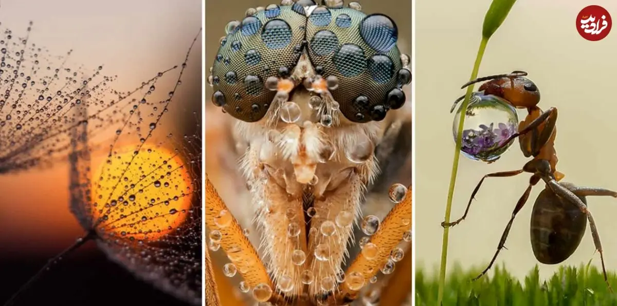 شاهکارهای عکاسی که «قطرات شبنم» را به تصویر کشیده‌اند