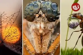 شاهکارهای عکاسی که «قطرات شبنم» را به تصویر کشیده‌اند