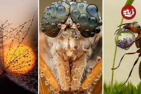 شاهکارهای عکاسی که «قطرات شبنم» را به تصویر کشیده‌اند