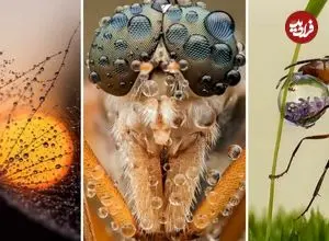 شاهکارهای عکاسی که «قطرات شبنم» را به تصویر کشیده‌اند