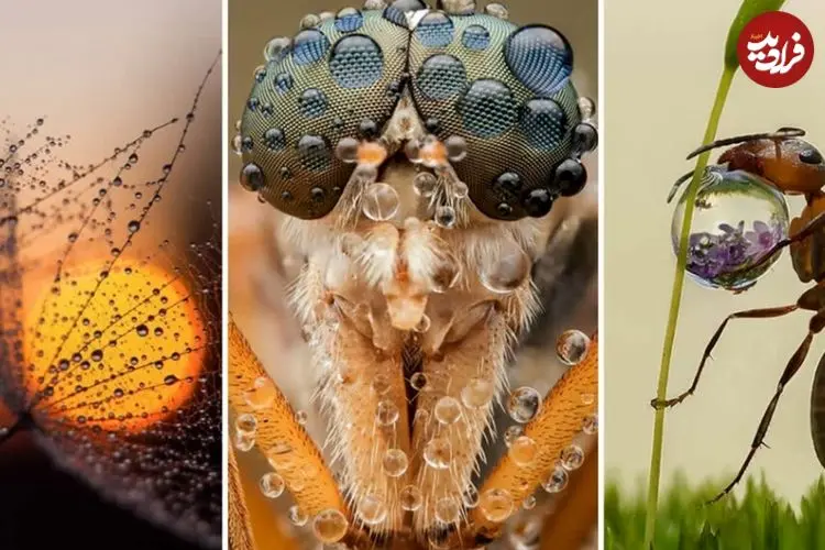 شاهکارهای عکاسی که «قطرات شبنم» را به تصویر کشیده‌اند