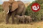 تولد بچه‌فیل‌های دوقلوی نر و ماده در کنیا؛ رویدادی نادر در حیات وحش جهان