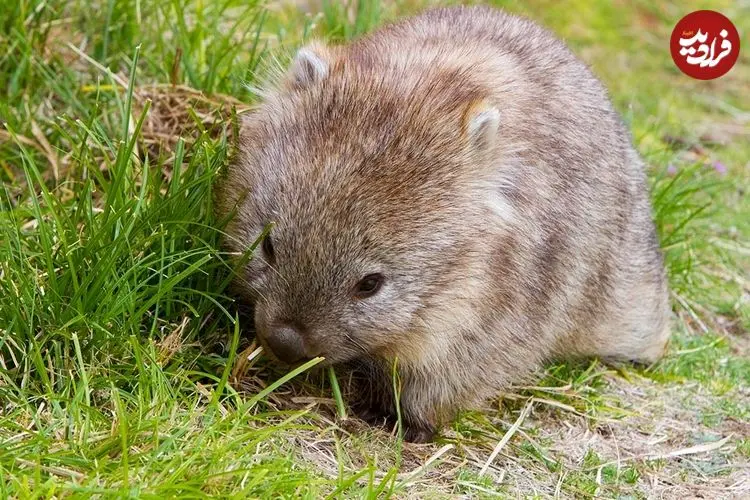 جانوری که «مدفوع مکعبی» دارد و از آن برای «دوست‌یابی» استفاده می‌کند