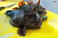 ببینید| غذای خیابانی در کره؛ تهیه ساشیمی با عقرب ماهی در پوهانگ