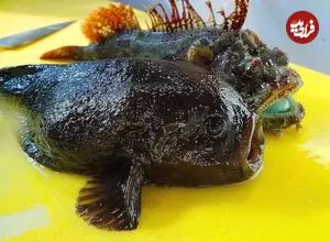 ببینید| غذای خیابانی در کره؛ تهیه ساشیمی با عقرب ماهی در پوهانگ