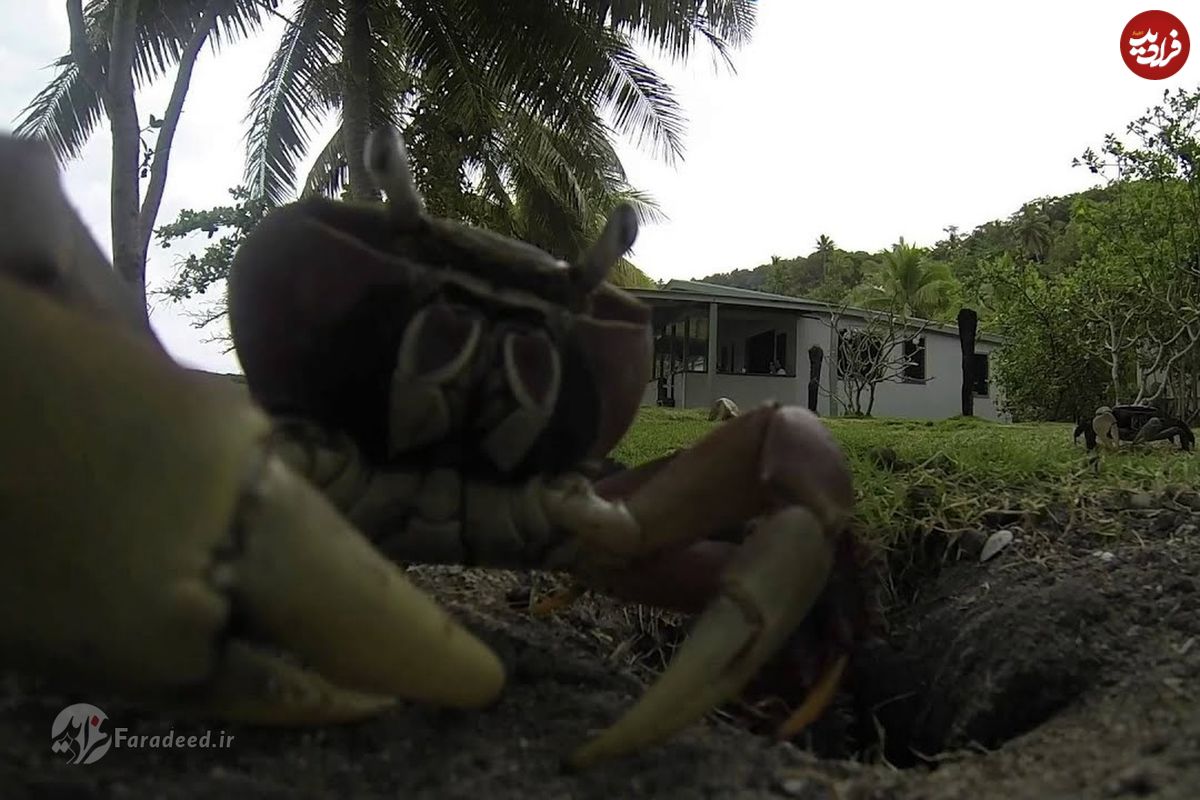 (ویدئو) یک اتفاق طنزآمیز در طبیعت؛ خرچنگ دوربین فیلمبرداری را دزدید!