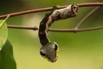 (عکس) این کرم در یک لحظه مار افعی می‌شود!