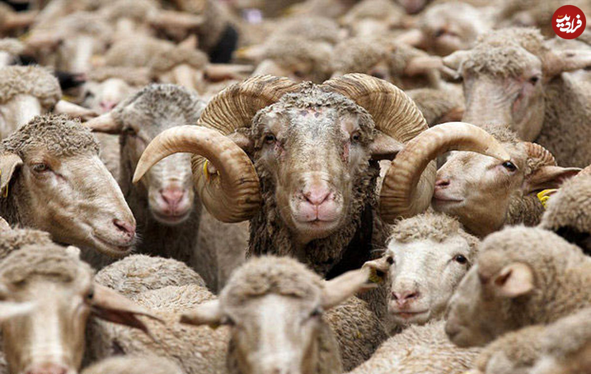 ماجرای گوشت گران و گوسفندهای وارداتی