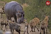 (ویدئو) دو کفتار فرصت طلب، اسب آبی غول پیکر را زنده زنده خوردند!