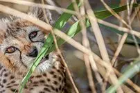 مشاهده یوز مادر به همراه ۳ توله در محور عباس‌آباد